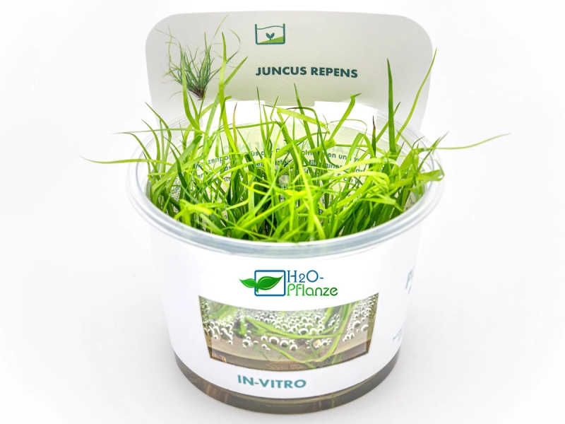 Kriechende Binse - Juncus repens in vitro